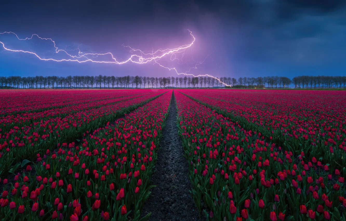 Photo wallpaper field, Lightning, tulip