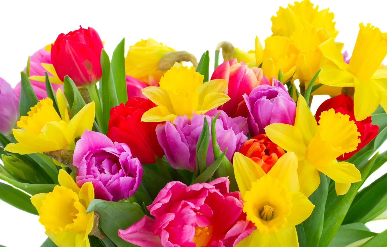 Photo wallpaper spring, colorful, tulips, March 8, flowers, beautiful, tulips, daffodils