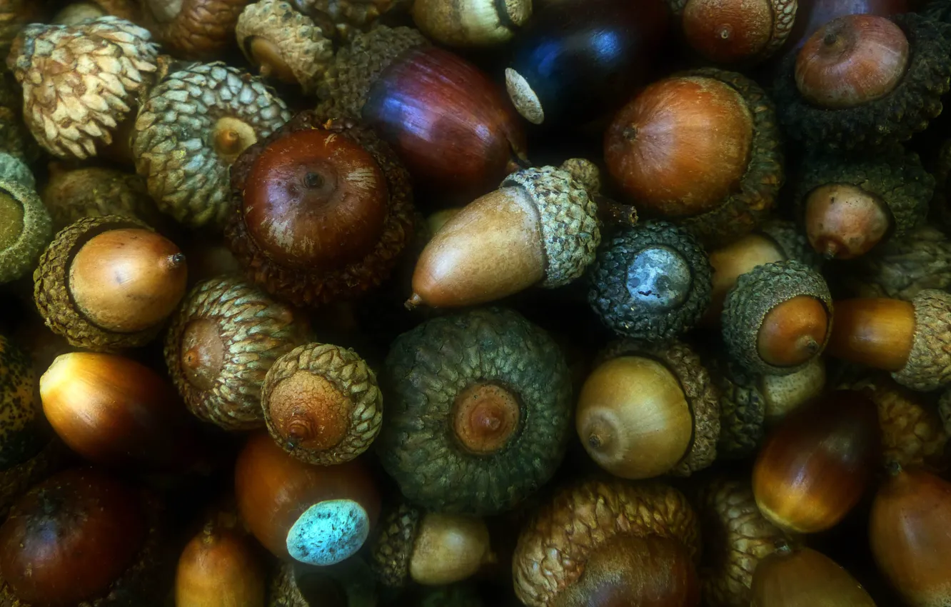 Photo wallpaper autumn, fruit, oak, acorns