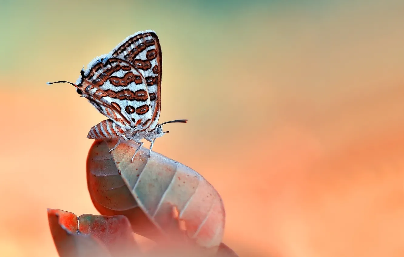 Photo wallpaper macro, nature, sheet, butterfly, insect