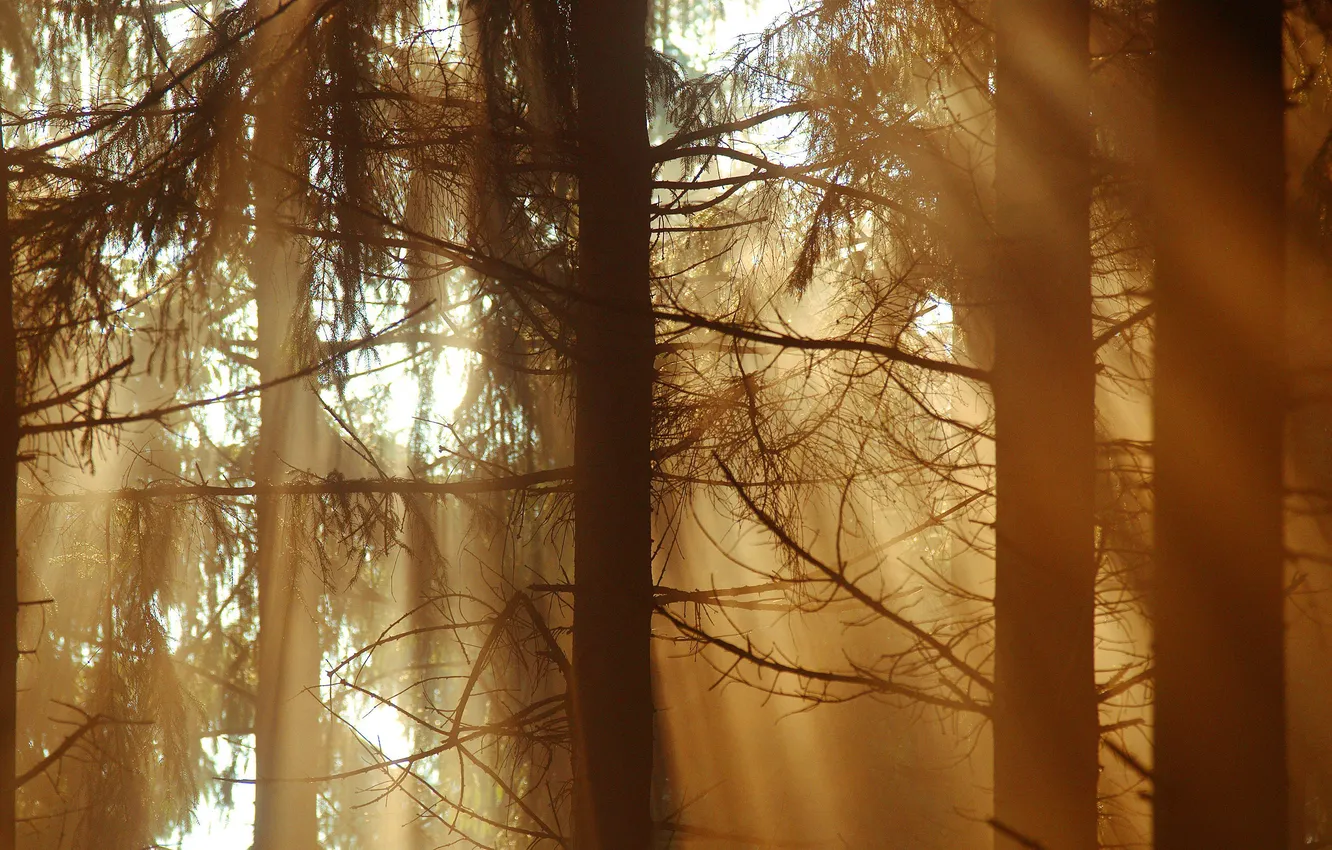 Photo wallpaper forest, rays, light, dremuchij