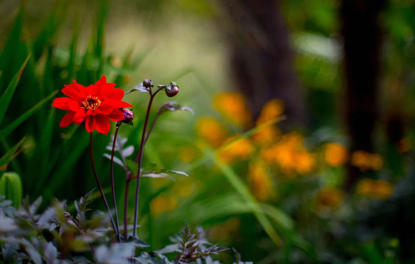 Photo wallpaper forest, grass, flowers, Park, petals, stem