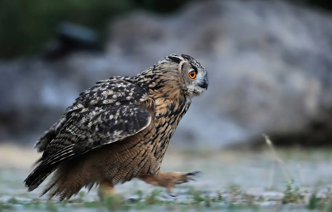 Photo wallpaper nature, owl, bird, is