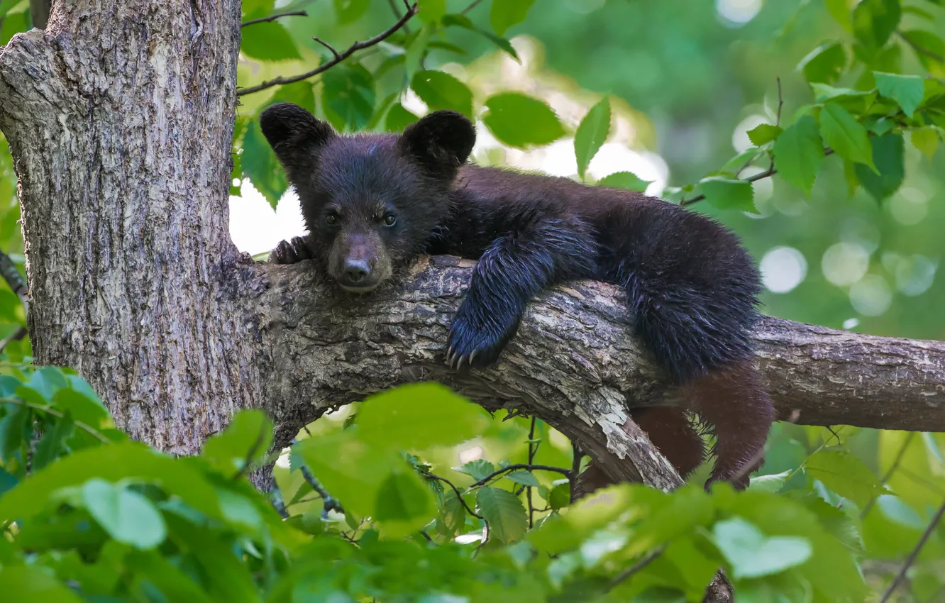 Photo wallpaper leaves, tree, bear, cub, on the tree, Baribal, Black bear