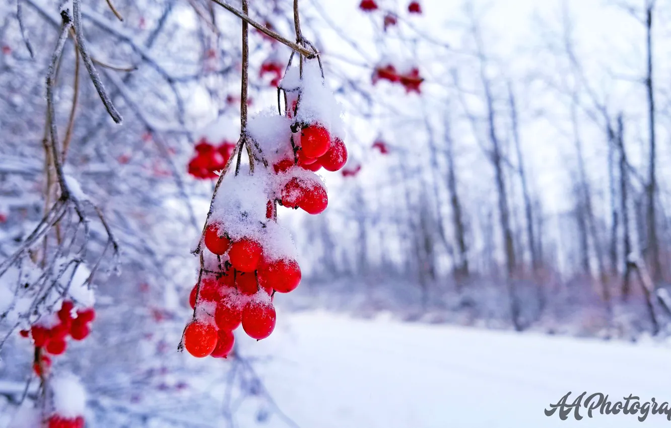Photo wallpaper christmas, holidays, snow, berries, snow flakes
