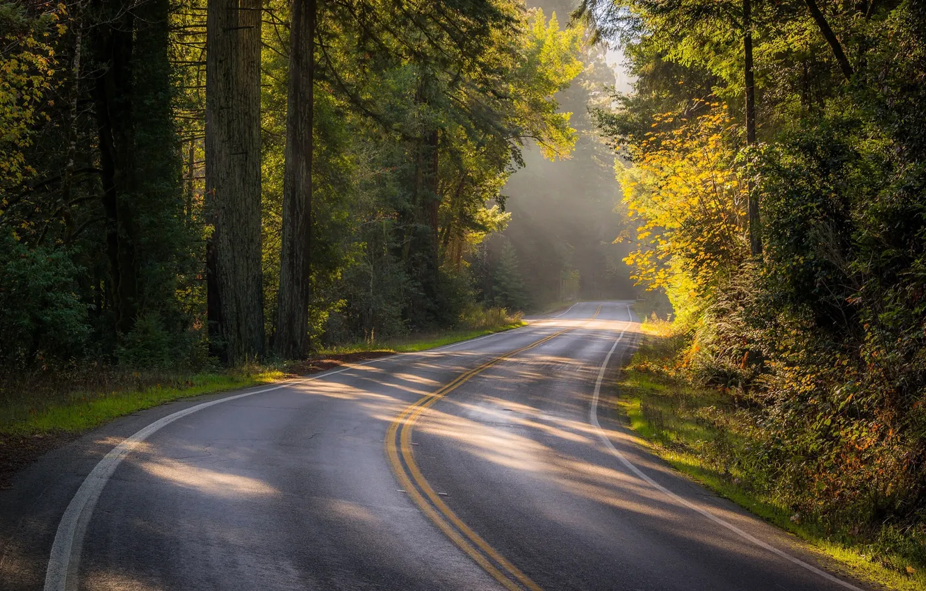 Photo wallpaper road, autumn, forest, trees, CA, California, Sonoma County, Bohemian Highway