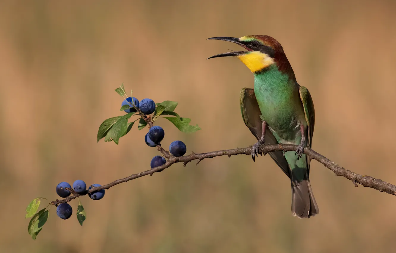 Photo wallpaper pose, berries, background, bird, branch, beak, fruit, drain