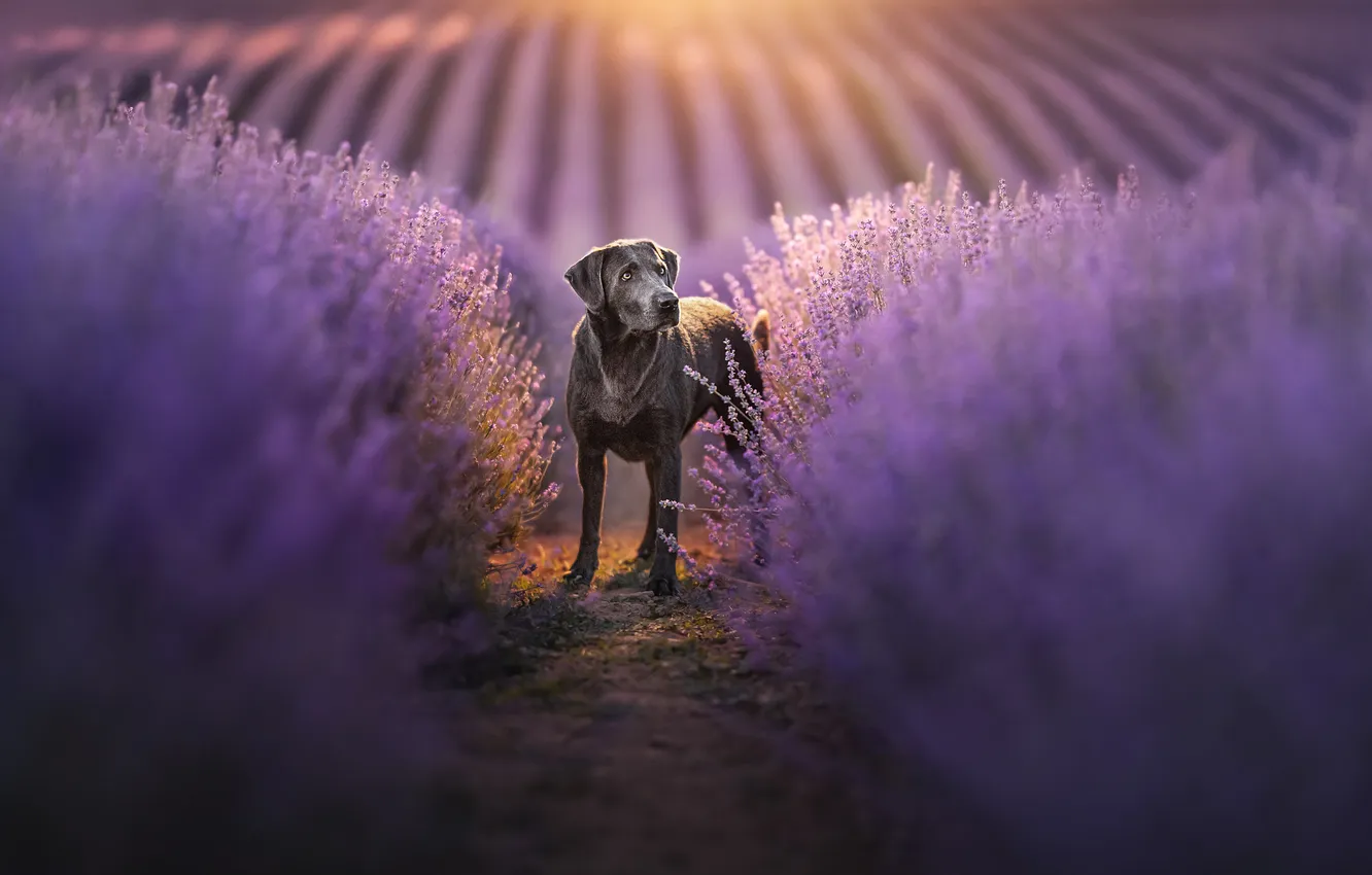 Photo wallpaper field, flowers, dog, lavender, lavender field, Labrador Retriever