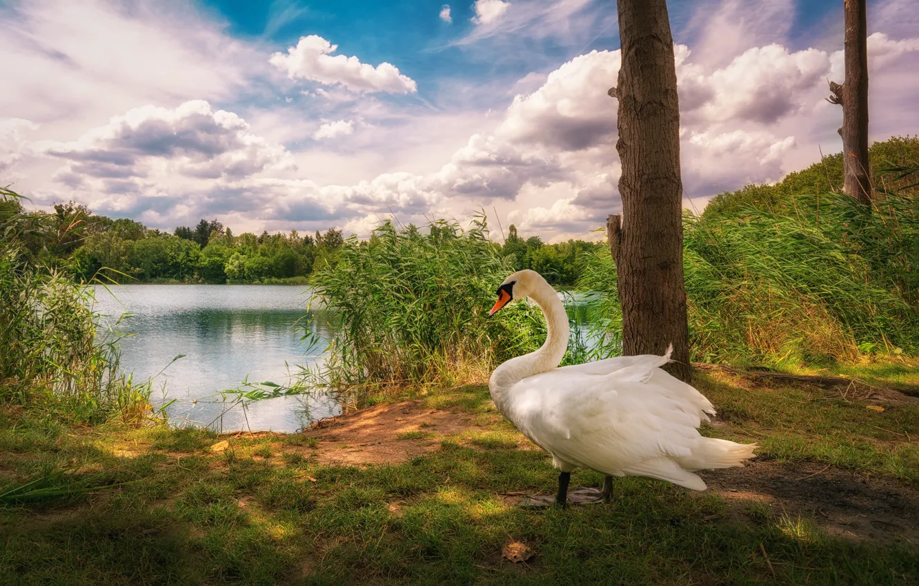 Photo wallpaper clouds, lake, bird, reed, swans