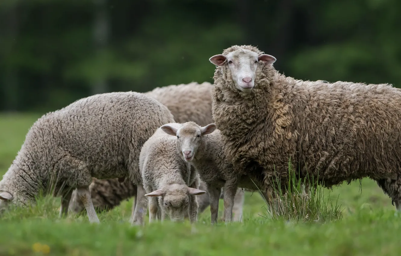 Photo wallpaper grass, sheep, pasture, sheep, sheep, lambs, grazing