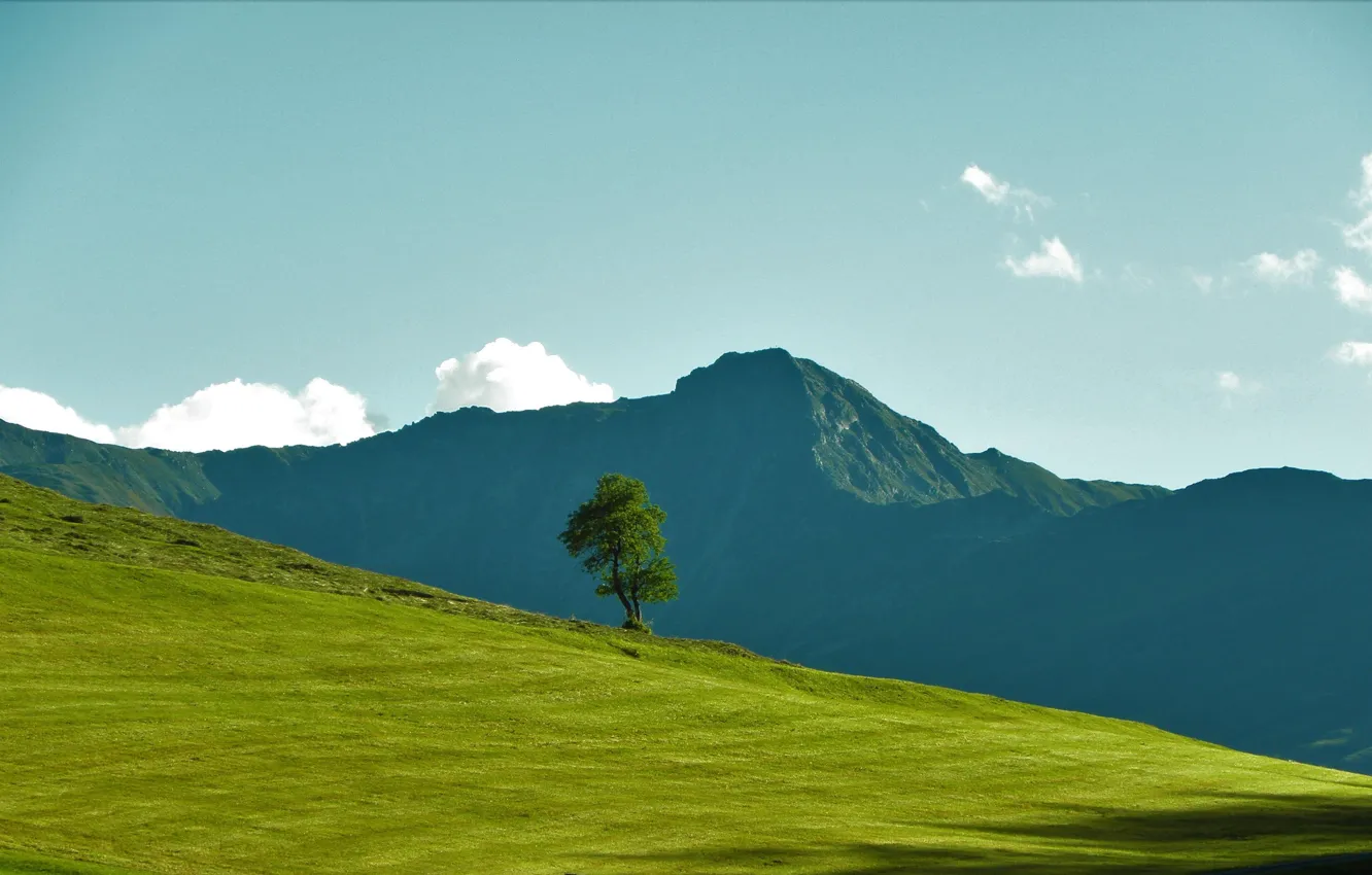 Photo wallpaper grass, landscape, mountains, tree