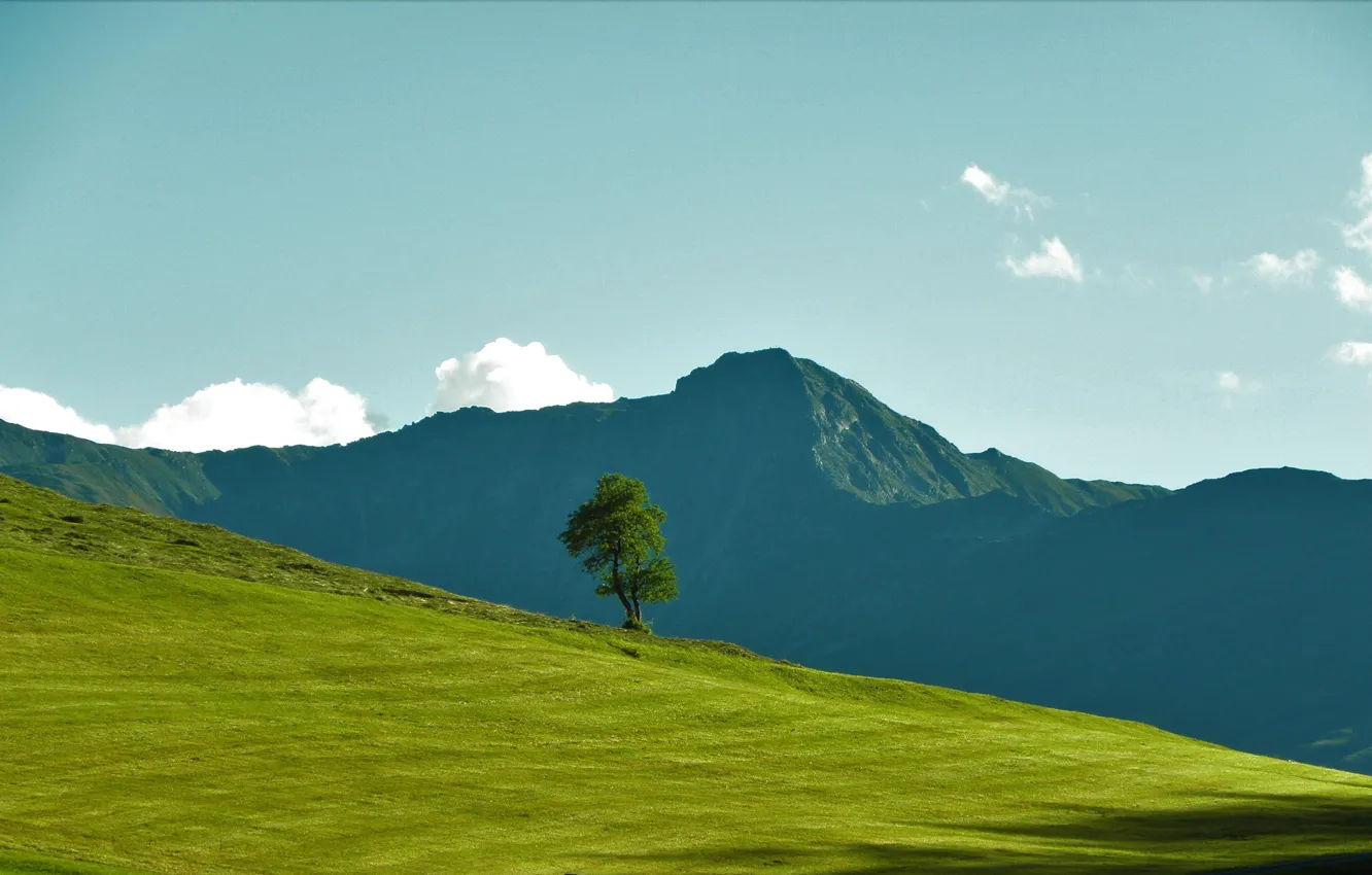 Photo wallpaper grass, trees, landscape, mountains