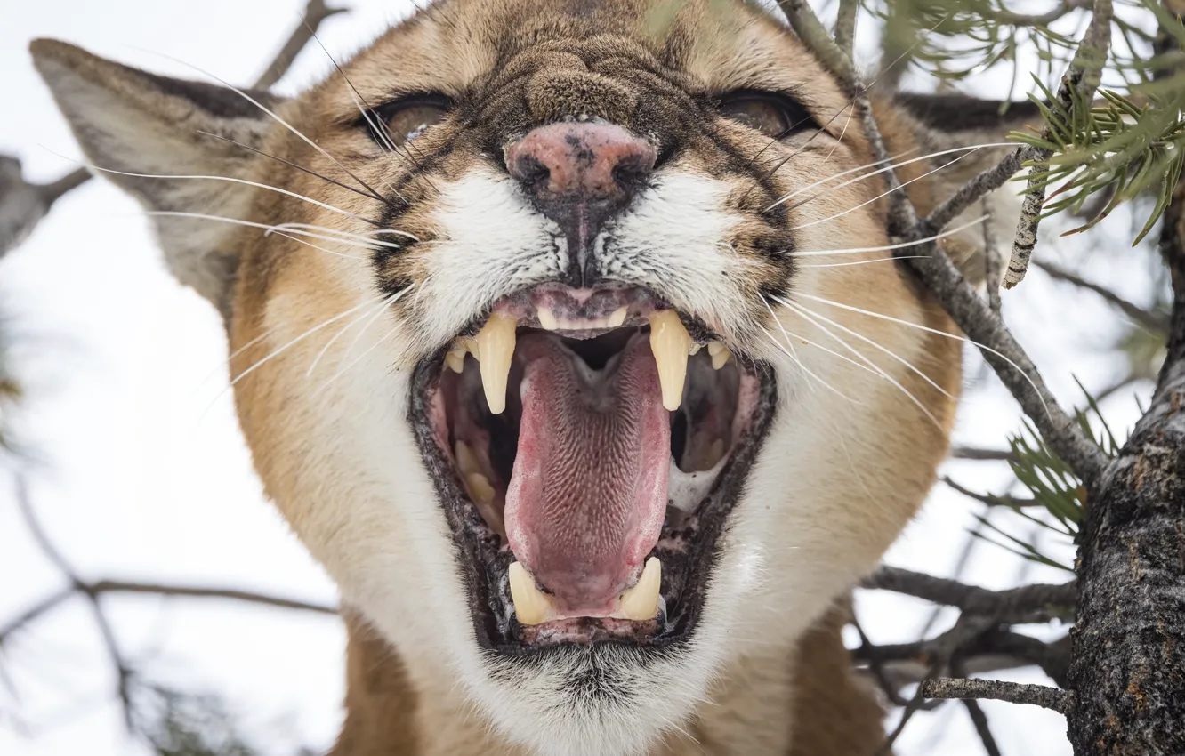 Photo wallpaper cat, face, nature, fangs, Puma, roar