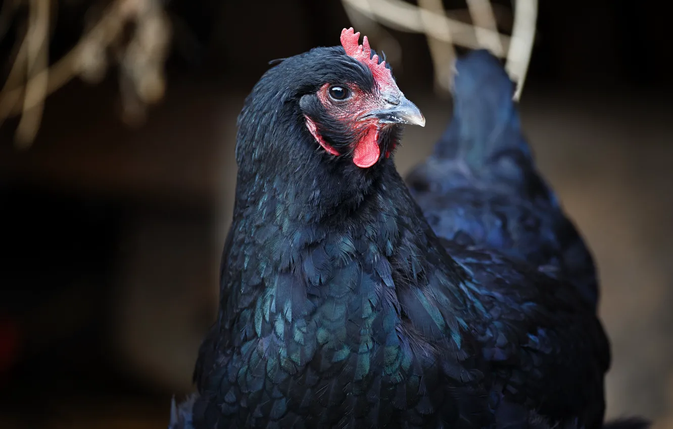 Photo wallpaper nature, bird, chicken