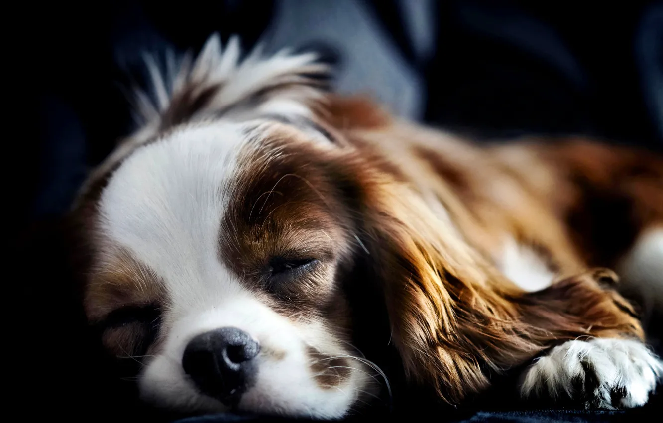Photo wallpaper dog, sleeping, lies, Spaniel