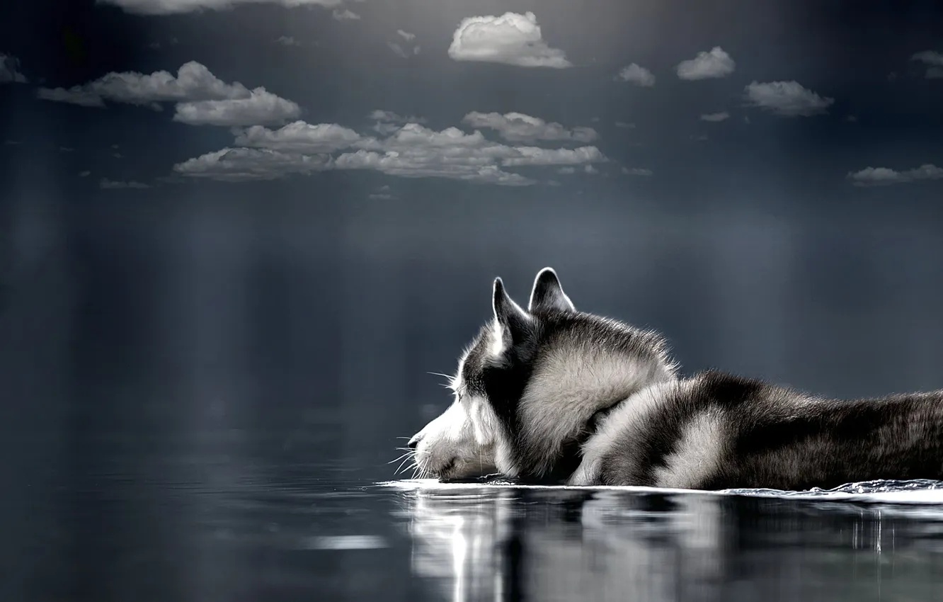 Photo wallpaper the sky, face, clouds, light, dog, bathing, grey background, pond