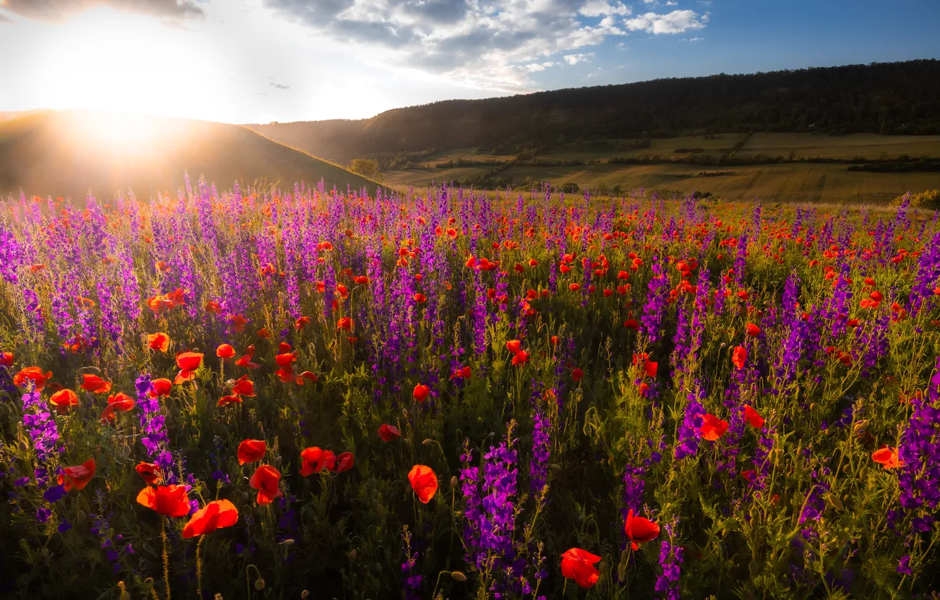 Photo wallpaper field, summer, the sun, flowers, mountains, red, the steppe, hills