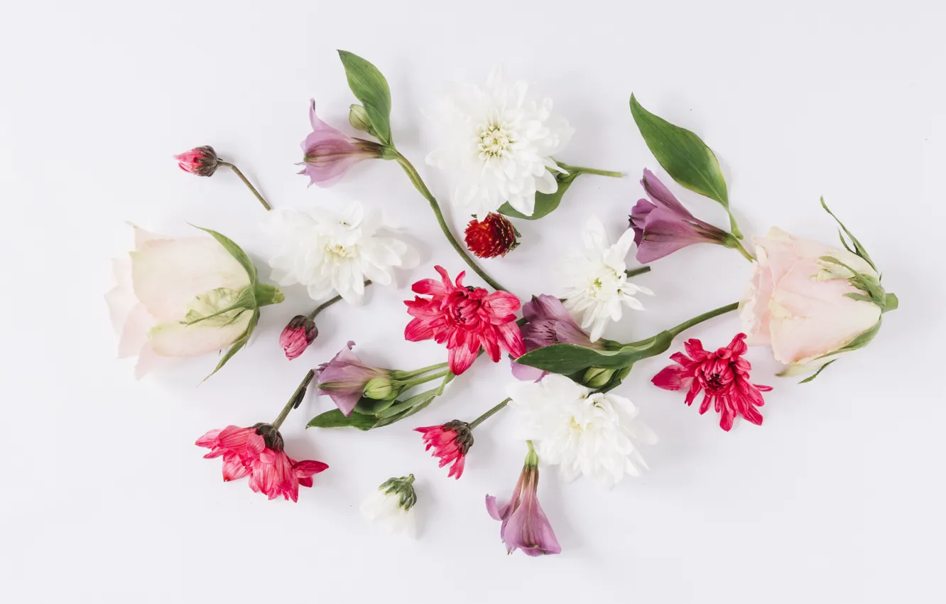 Photo wallpaper flowers, roses, colorful, chrysanthemum, flowers, roses, composition, floral