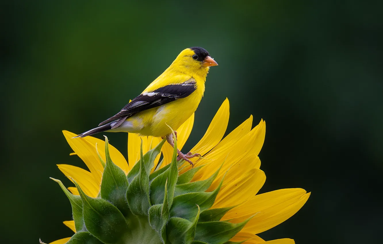 Photo wallpaper sunflowers, background, bird, petals, American Siskin