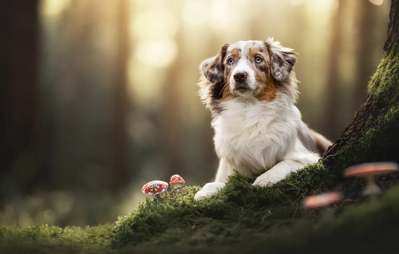 Photo wallpaper mushrooms, moss, dog, mushroom, Australian shepherd, Aussie