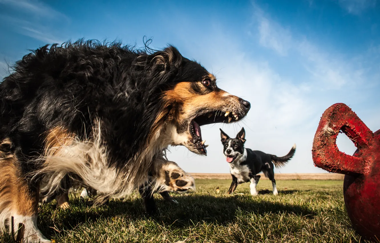 Photo wallpaper dogs, anger, Australian shepherd, The border collie, Aussie