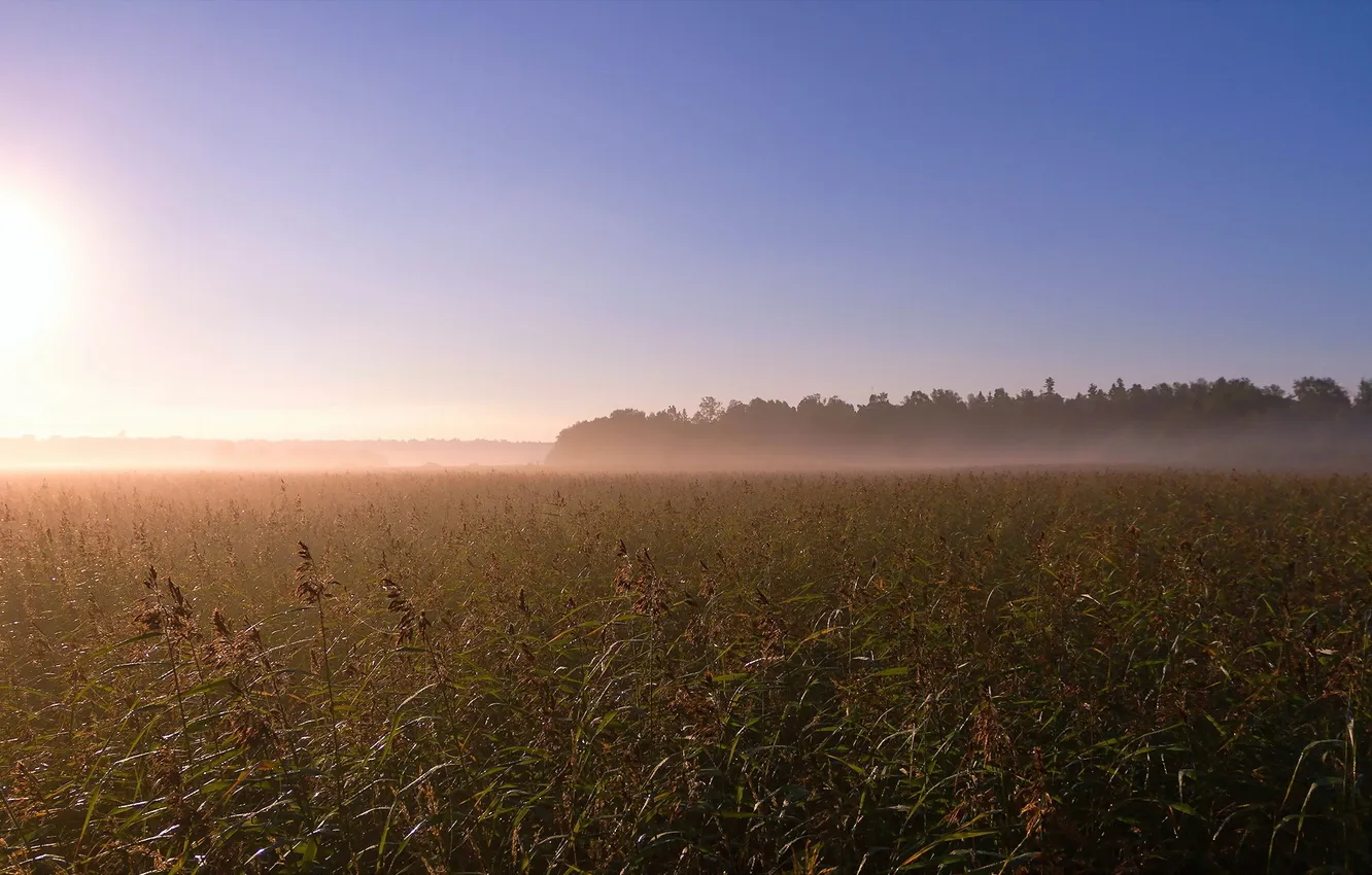 Photo wallpaper field, sunset, fog