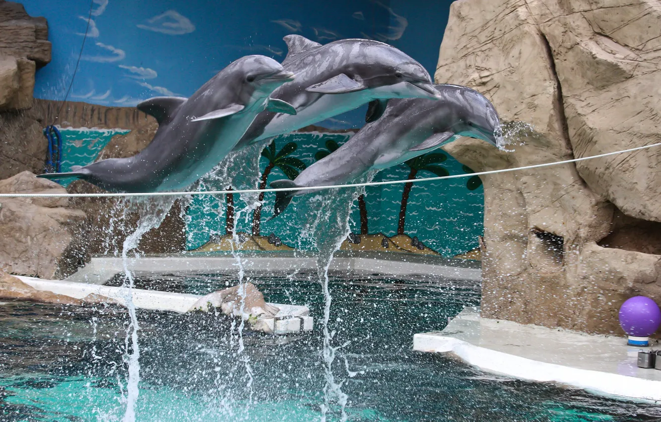 Photo wallpaper jump, dolphins, DOLPHINARIUM