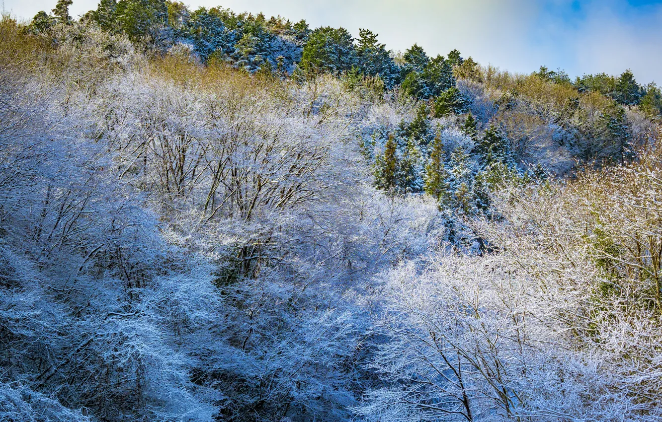 Photo wallpaper winter, frost, snow, trees, mountains, slope