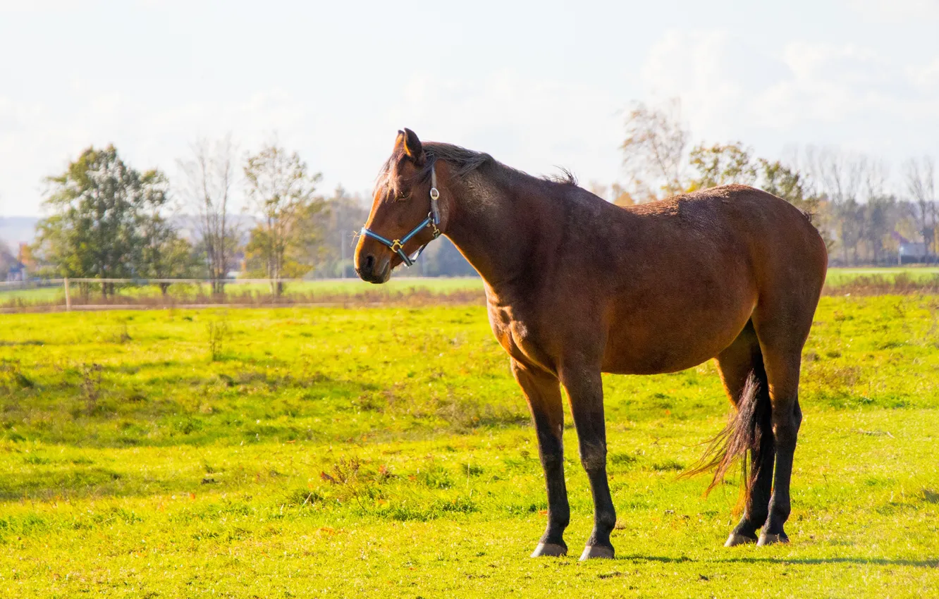 Photo wallpaper field, the sky, grass, clouds, light, trees, horse, glade