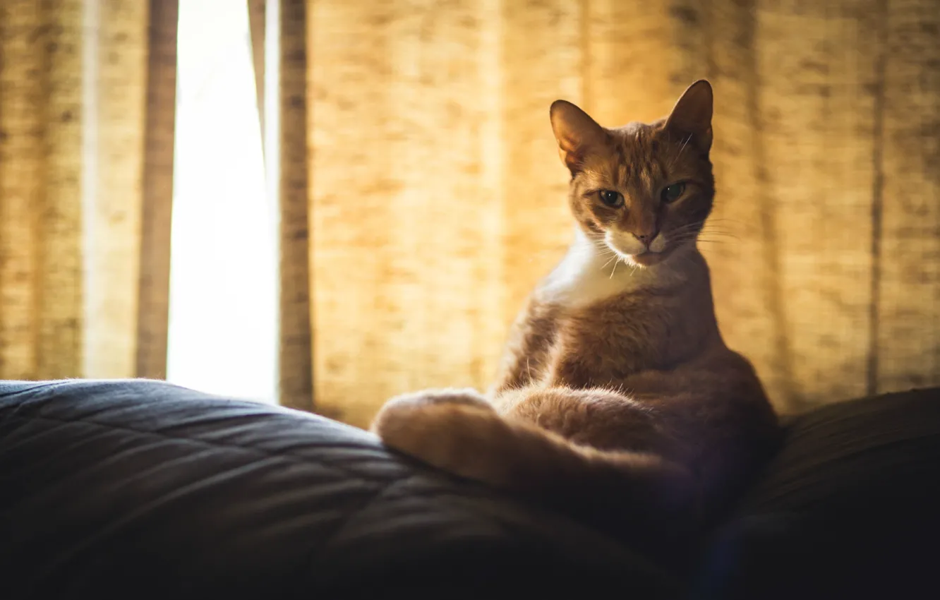 Photo wallpaper cat, cat, red