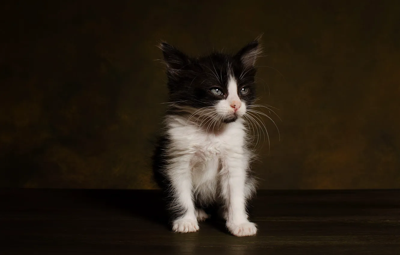 Cat res. Котенок черно-белый. Черный котенок с белой мордочкой. Котёнок туфио. Фон с котятами.