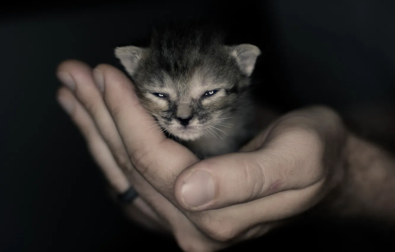 Photo wallpaper hands, baby, muzzle, kitty, Kote