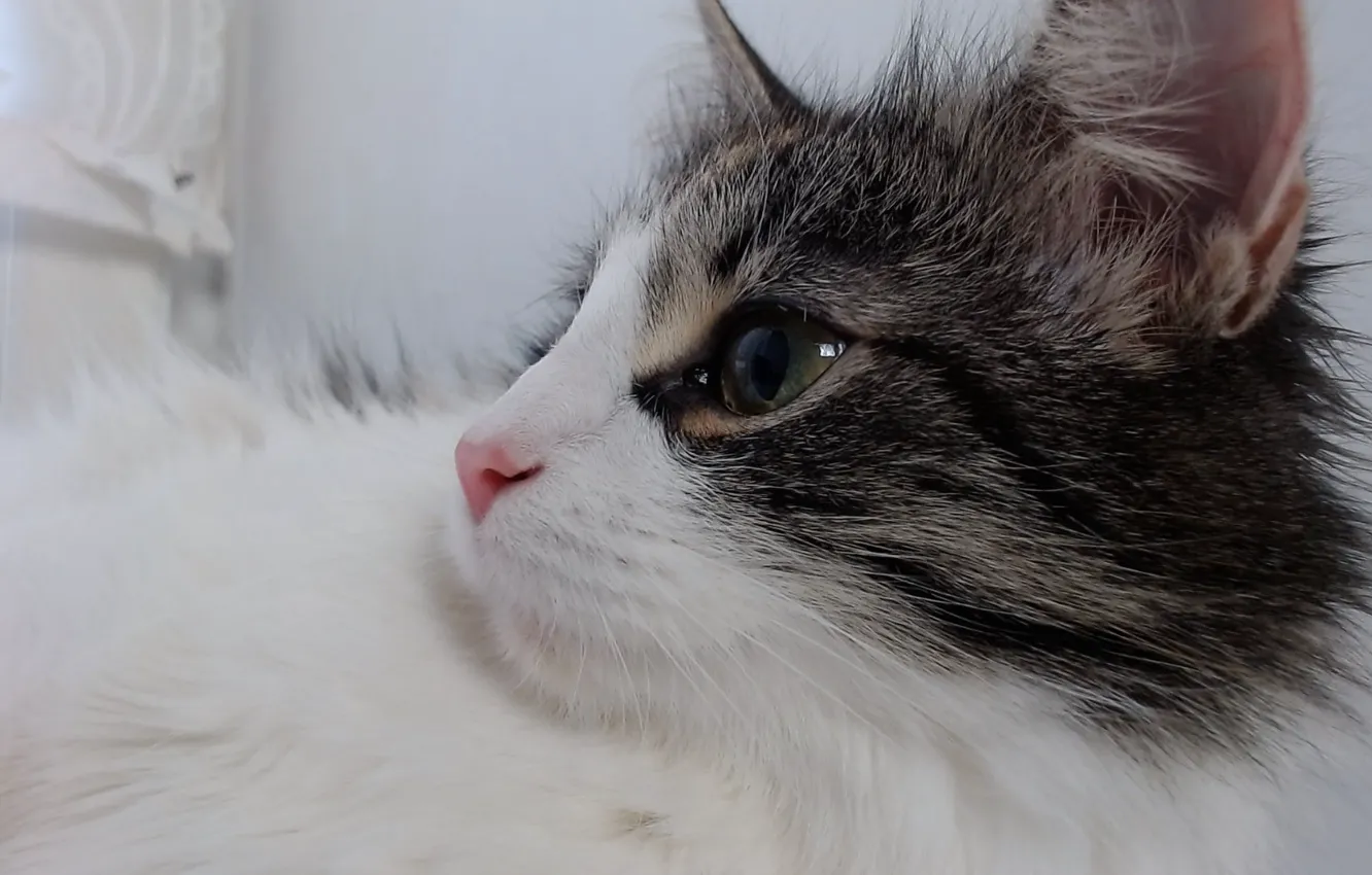 Photo wallpaper cat, Leo, baby