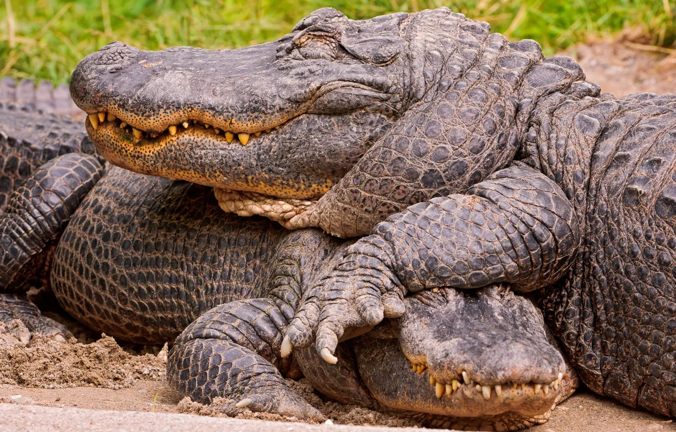 Photo wallpaper crocodile, alligator, fauna