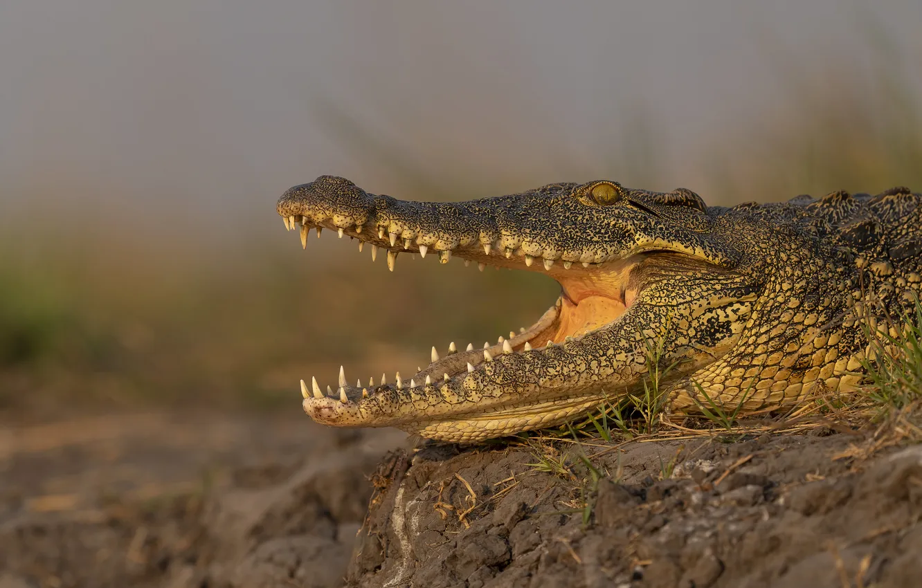 Photo wallpaper crocodile, mouth, resting