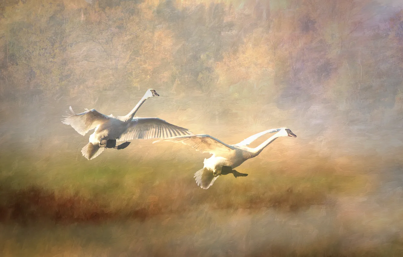 Photo wallpaper flight, bird, treatment, pair, swans, two swans