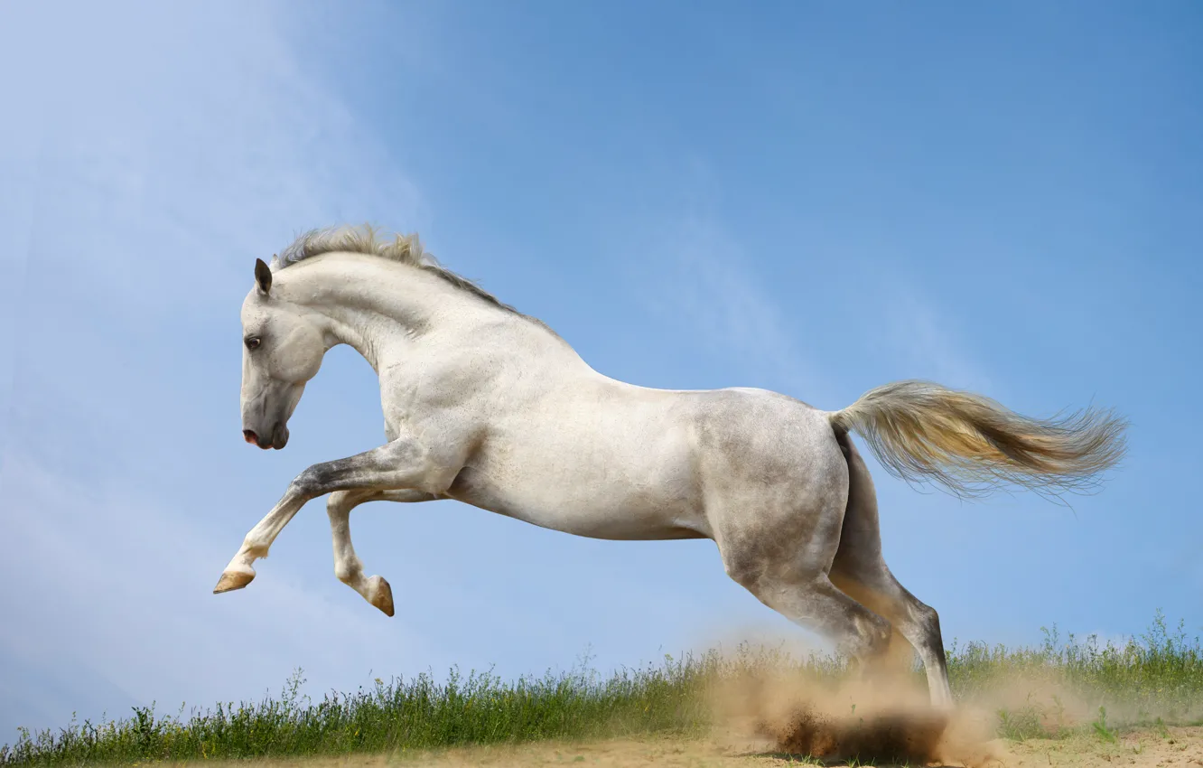 Photo wallpaper horse, horse, dust, running, runs