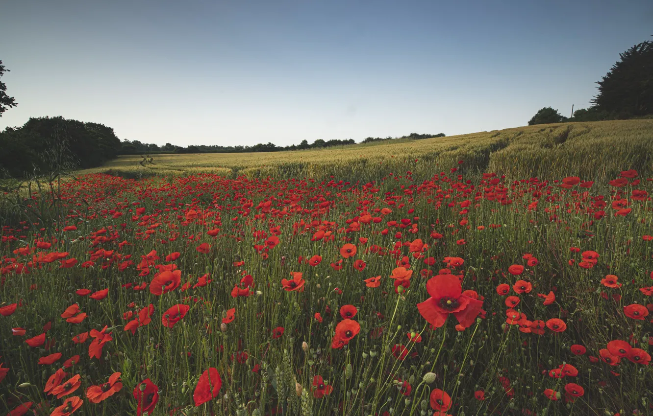 Photo wallpaper flowers, Maki, poppy field