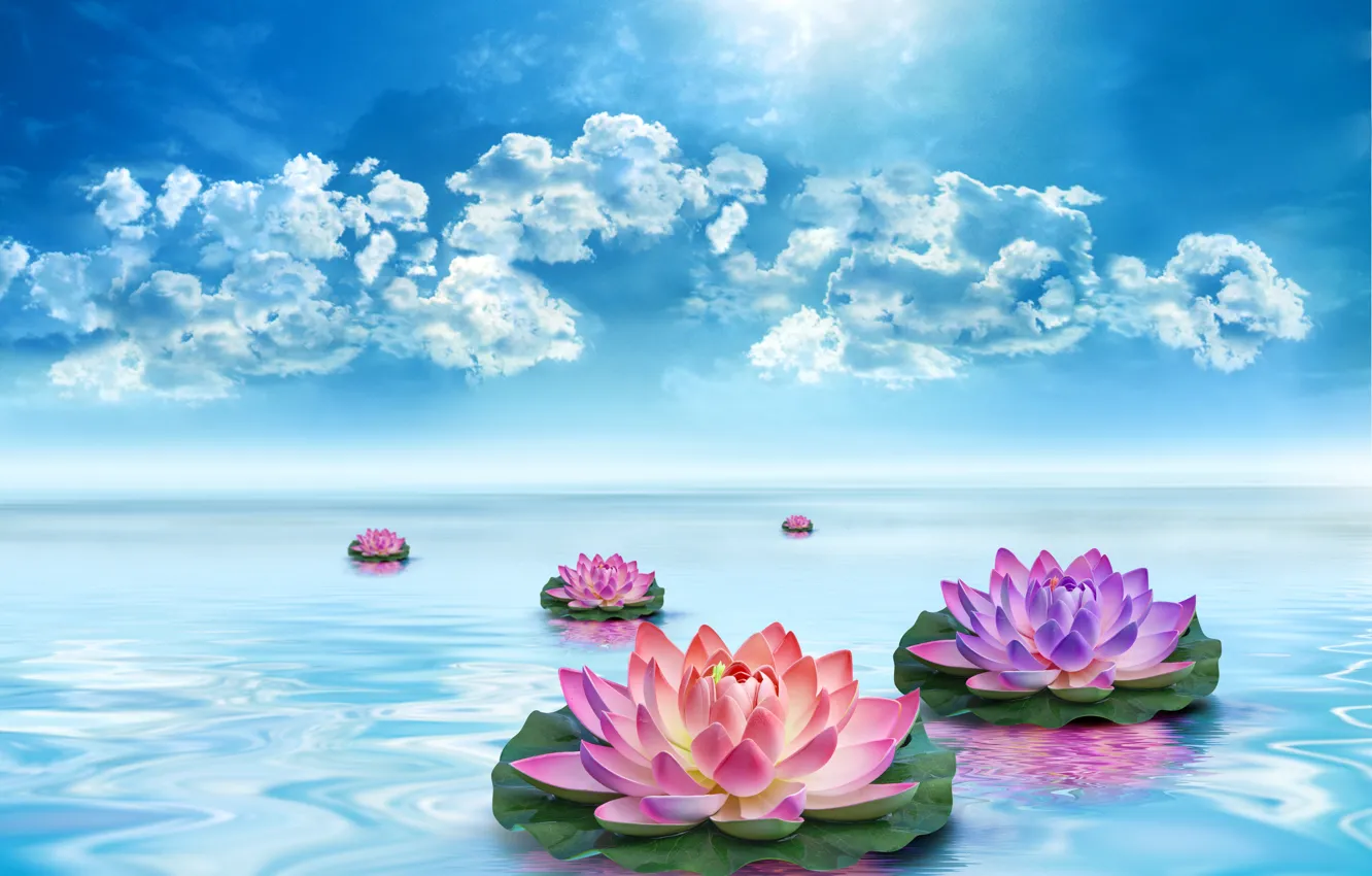 Photo wallpaper the sky, leaves, water, clouds, flowers, beauty, Lotus