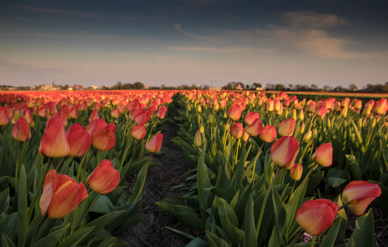Photo wallpaper field, flowers, tulips, Netherlands, plantation