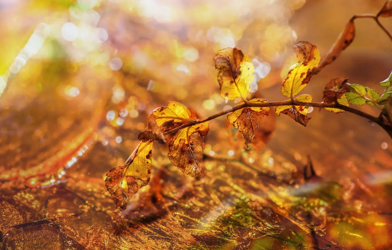 Photo wallpaper autumn, leaves, light, branches, yellow, glare, lights, foliage