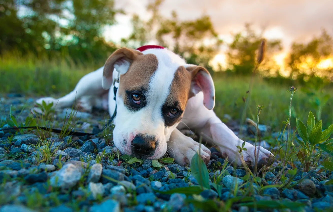 Photo wallpaper look, puppy, pit bull, boxer, pitbull boxer mix