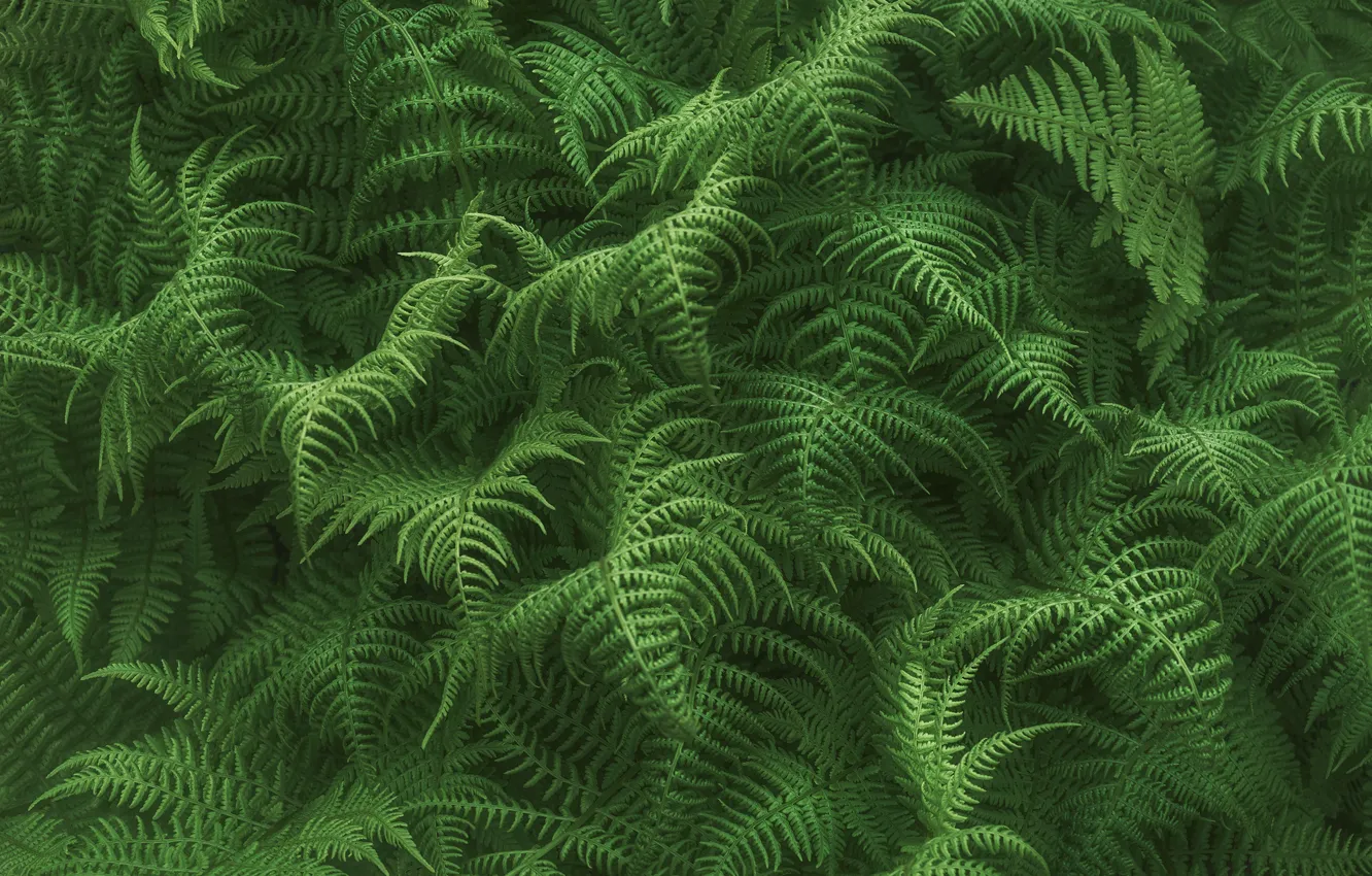 Photo wallpaper leaves, nature, thickets, fern