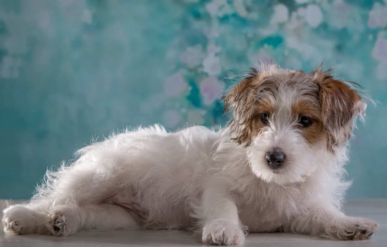 Photo wallpaper portrait, girl, puppy, breed, the Sealyham Terrier