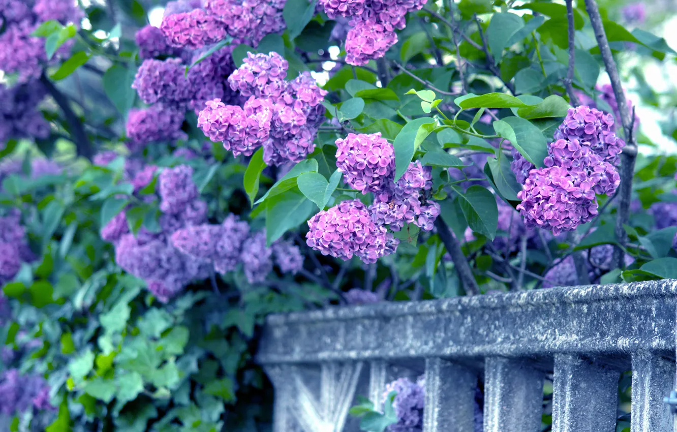 Photo wallpaper branches, lilac, bunches, bunches