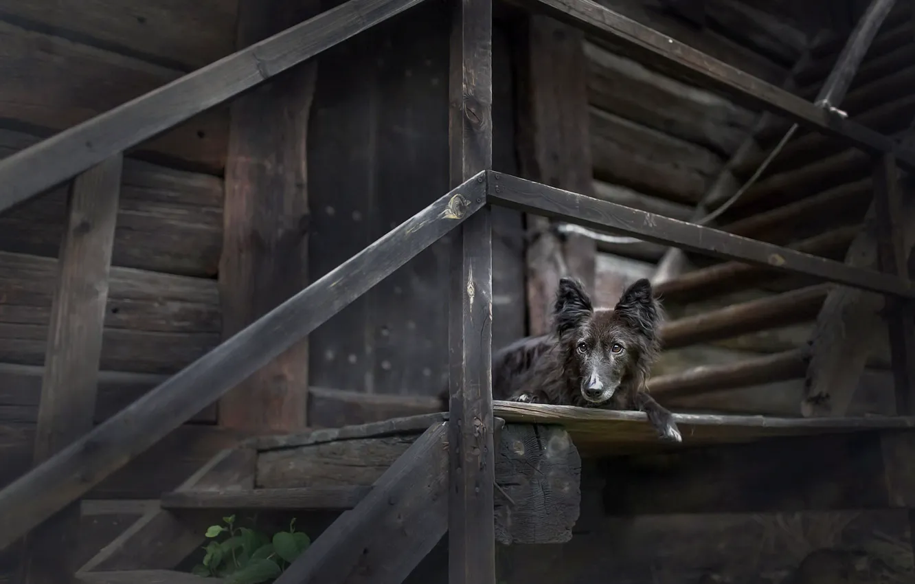 Photo wallpaper each, home, dog