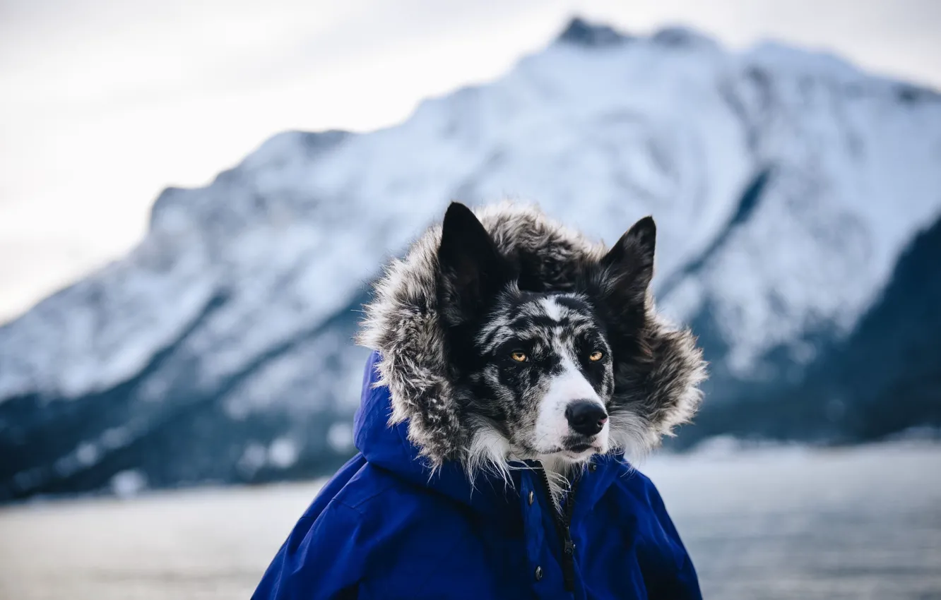 Photo wallpaper look, dog, jacket, hood, looks