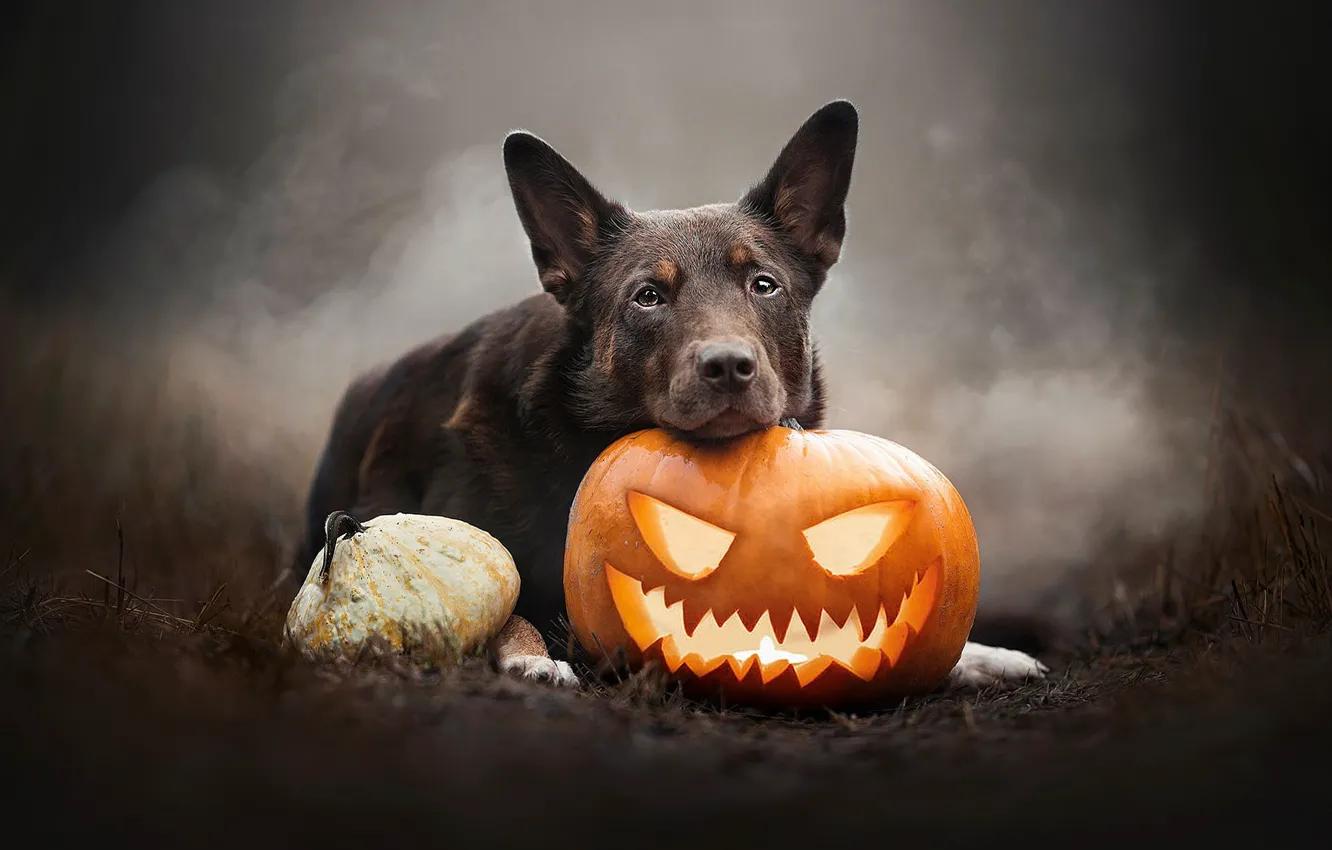 Photo wallpaper autumn, look, face, light, nature, fog, glade, smoke