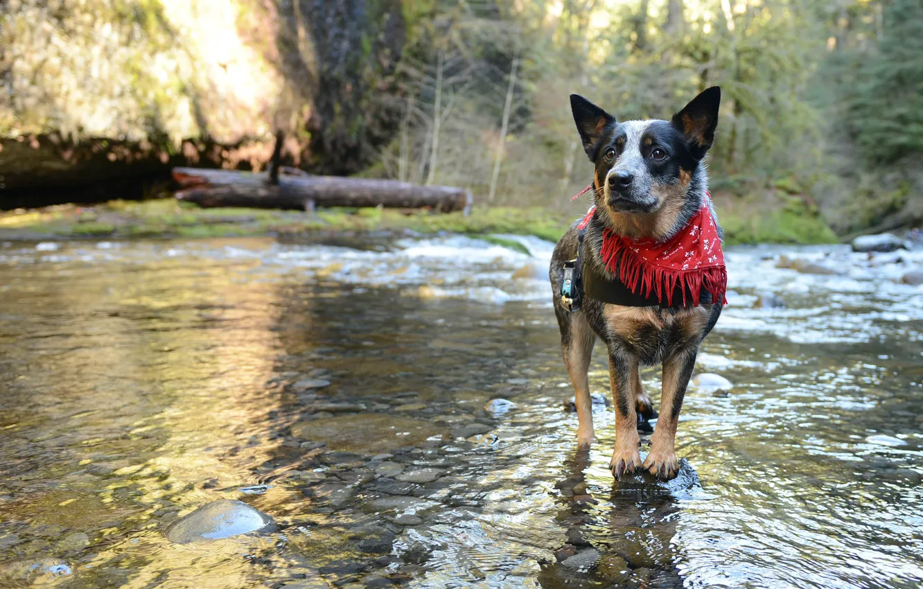 Photo wallpaper look, each, dog