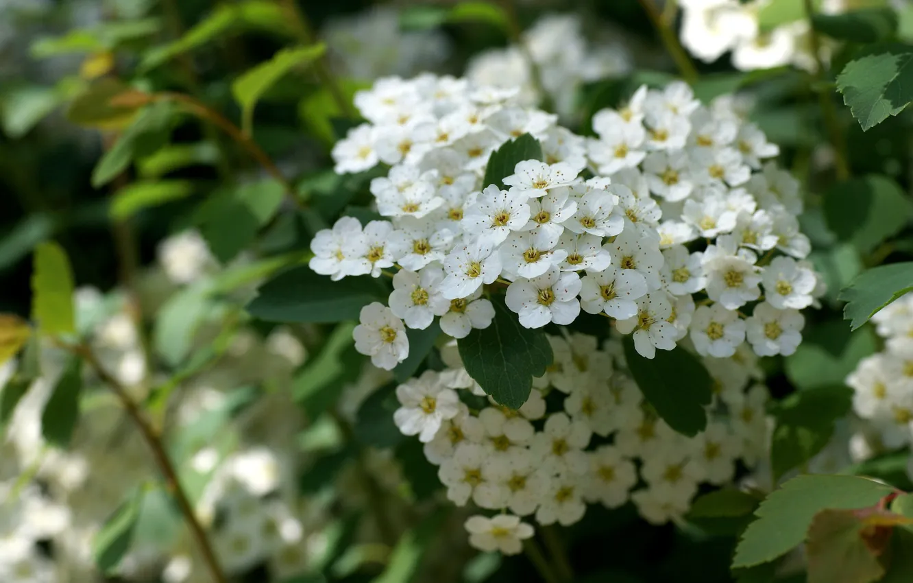 Photo wallpaper white, the bushes, Spiraea